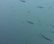 Read about wild fish trapped inside salmon farms via:nnWild Fish Trapped: Incidental Catch in the Salmon Farming Industry: https://www.watershed-watch.org/resources/wild-fish-trapped-incidental-catch-in-the-salmon-farming-industry/nnRead more via https://donstaniford.typepad.com/files/pr-salmonwatch-launched-in-scotland-1-july-2019.pdfnnnRead about lice infestation at salmon farms in Ireland via:nnExposed: Ireland&#39;s Lice-Infested Farmed Salmon: donstaniford.typepad.com/fishyleaks_/2014/11/expose