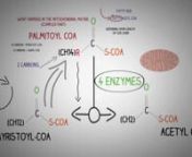 Beta Oxidation of Fatty acids Made Simple- Part 2 from beta oxidation of fatty acids explained