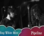༺•☾✭ FILMED BY CARBIE WARBIE! ✭☽•༻nhttp://www.carbiewarbie.comnn��‍♂️�� Surf instrumentals a go go! Did you know that &#39;Pipeline&#39; was originally recorded by The Chantays in July 1962. Exploding White Mice released a great version of it on their epic &#39;A Nest Of Vipers EP in 1985 on Greasy Pop Records. 32 years later I finally got to see them play it live at The Barwon Club Hotel. ❤️⚡️� #Pipeline #ExplodingWhiteMicennExploding White Mice were an Australian pu
