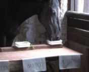 This is a 13yr old ex trotting horse who came to us recently in what can only be described as bizarre circumstances. He has been with us just 3 weeks prior to this video. He appears to have all sorts of issues which slowly are becoming clear as he relaxes and enjoys this place to live at least for now.