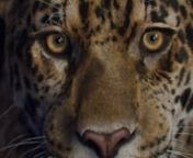 Stunning breakdown of the photo-real jaguar we created showcases the work the team did, layer by layer. nnJaguar originally created for the Jaguar campaign
