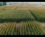 Some recent work for BAYER crop science. A training series for farmers. Here is the first video from the series. nClient: Bayer nDirected by Ali UmairnShot by:Anjum Nazir &amp; M.Atif nSound: M. AkhternDrone Operator: M.Rehan &amp; AnjumnBTS: M. DaniyalnMakeup: M. NaveednPost: Ali Umair FilmsnAgency Co-ordination: CH. Slahuddin &amp; AnamnAgency: Grey Density (GD)nA production of Ali Umair Filmsn#AliUmair #AliUmairFilms #RecentProject #Bayer #Dekalb