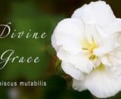 The film is based on the spiritual meaning of the flower Divine Grace (Hibiscus Mutabilis). The Mother&#39;s text (The Mother CWM 15:43, 14:23-24, 14:93-94) is read by Shonar. Photo and video: Ritam, Vladimir. Music by Mattia Vlad Morleo.