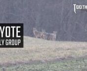 Gotta love working those family groups of coyotes! Watch Zeke Nantz on a winter time central Kentucky coyote hunt. nnnnEquipment Used On Stand:nnnnFoxPro Shockwave - https://www.gofoxpro.com/nnSwagger Bipods Stalker Hunter42 - https://swaggerbipods.comnnRealtree Camo - https://www.realtree.comnnXGO Phase 4 Base Layers - https://www.proxgo.comnnScentLok Savanna Suit - https://www.scentlok.comnnHager Custom Rifle chambered in 243 nnnnFollow Jon On Instagram - https://www.instagram.com/jon_collins3