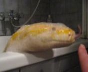 Heaving a 60kg snake into a bubble bath is no easy chore when they