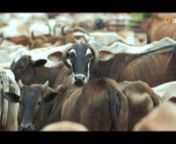 Campaign Promotional Film to raise donations for feeding the cattle at Southern India&#39;s Largest Gaushala, Satyam Shivam Sundaram, situated at Hyderabad.