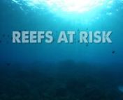 Set on the beautiful beaches of Hawaii, “Reefs at Risk” explores the harmful effects some sunscreen chemicals have on coral reefs, marine life and people.In order to protect this fragile ecosystem, Hawaii lawmakers pass a bill to ban the sale of sunscreens with oxybenzone and octinoxate. To learn more and download a reef safe sunscreen guide go to www.ReefsAtRisk.orgnnThis issue is not just relevant to people living in coastal areas or visiting coral reefs; the use of these products inland
