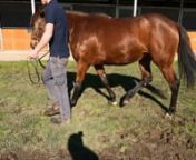 SHES ROSIE-YOUR SONG 18 INGLIS GOLD 2020 VIDEO from inglis song