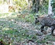 Hurricane Earl razed trees and trails housing jaguars in Belize’s Cockscomb Basin in 2016. Two cubs and their mother previously documented by Panthera survived--and scientists have been fortunate enough to continue following the fate of this young family.