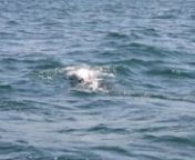 On the 28th June 2017, one common bottlenose dolphin Tursiops truncatus was observed interacting with a dead calf in the semi-closed waters of the Gulf of Ambracia, in western Greece, by researchers of the Tethys Research Institute working in the Ionian Dolphin Project.