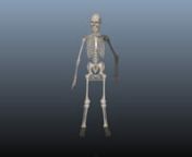Human skeleton animation for the human anatomy lesson room in Anatomy Builder VR, an educational VR program made by the Soft Interaction/VIRL lab at Texas A&amp;M University.