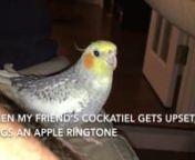 My friend&#39;s family has a cockatiel named Lucky. Whenever Lucky gets upset, he sings an Apple ringtone. It usually happens when they tie their shoes to get ready to leave the house. It&#39;s adorable, and also pitch perfect.