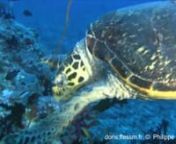 Aux Maldives une tortue imbriquée nage et cherche sa nourriturenPhilippe LESURnManiendhu Kandu, Maldives, 10 m n04/03/2012 nnAux Philippines, une tortue imbriquée cherche sa nourriture en déplaçant des débris coralliens sur lesquels ont pu se développer des éponges ou des coraux mous dont elle peut faire son repas.nJean-Georges HARMELIN nOut-Reef, Cebu, Philippines, 15 mn07/2017 nnAux Antilles, une tortue à bec de faucon s&#39;est confortablement installée dans l&#39;éponge dont elle se nourri