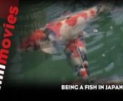 The coveted Koi carp is a symbol of male potency. And what our muscle-bound protagonist lacks downstairs, he makes up for in abundance with his giant, dorsal Koi tattoos.nnWatch more MiniMovies at http://minimovies.submarinechannel.comnhttp://minimovies.submarinechannel.com/documentaires/view/being_fishnnDirectorsnnMischa KampnMischa Kamp (1970) graduated from the Netherlands Film and Television Academy (NFTA) in Amsterdam. Her graduation short Mijn moeder heeft ook een pistool (My Mother Has