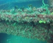 Mis Dania an old Canadian training vessel in 70+ feet of waterDove 12/29/2016withC. Ramey.Easy Penetrationwide open wreck. Off Ft. Lauderdale, diving with Sea Experience outfit near Bahia Mar.The Miss Dania is a 120-foot Canadian Navel Vessel that was donated by the estate of Robert Derecktor and sunk in 2004