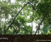 Green tropical coastal forest jungle tree pan shot.nnThis stock video is available for licensing from major stock video agencies. For best rates, purchase and download a full resolution version without a watermark directly from Africa Rising here: https://www.africarising.tv/downloads/african-stock-video-green-tropical-coastal-forest-jungle-tree-5/