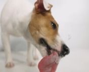 jack-russell-dog-licking-screen-4k_ep_qbdgae__D from licking