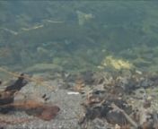 Captured this video of a beautiful pair of Chinook salmon holding in front of their redd in a tributary of the Middle Fork Eel while they were waiting for the water to warm above 42 F.Water colder than that is lethal to unhardened salmon eggs. I am lying on my stomach stream side conversing with ERRP volunteers Dane Downing and David Weitzman and you can hear me joking with them.
