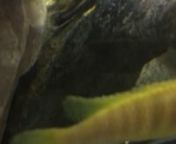 A short video showing the spawning of mbuna species Melanochromis auratus. This pair started spawning this morning after their weekly water change. Luckily they spawned on a well lit rock surface in this Lake Malawi community tank.