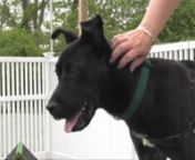 Apollo is a wonderful, sweet, high energy dog ready for adoption from the Northeast Animal Shelter in Salem, MA