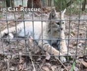 In these lost files from Jan - Mar 2017 we do a walkabout with Momma Becky handing out evening meds, catch up with Keisha Tiger, Pharaoh the White Serval and his brother Tonga.Nabisco Bobcat had a seizure and we rinse out his mouth, in case it was a toad, and give him something like valium so he doesn’t seize again, a few days later he’s back to his frisky, fun loving self.Then watch Zabu the White Tiger go to Vacation Rotation.