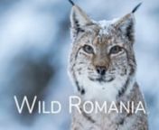 The Carpathian Mountains, the Danube River and the Black Sea, gave birth to the wildest country in Europe. The richness of this place lies in spectacular mountains, in rivers full of life, in healthy forests. Following the four seasons of the year, we will discover the life of the most emblematic animals of Romania and we will unfold the story of the most amazing natural landscapes. From the high peaks of the Fagaras Mountains, to the wetlands of the Danube Delta, we will unveil the best kept se