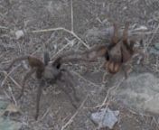 Two Male Tarantulas at Burrow Encouraged to Fight 20221021-120