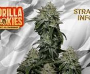 --Intended for the 18 &amp; over---nnSebastian Good tells you all about Fast Buds Gorilla Cookies FF: nnHere is some more info on the Strain: nnBred from hand-picked Girl Scout Cookies and Gorilla Glue #4 genetics in combination with our famous Gorilla Cookies Auto, this variety takes all the best traits from its parents to the next level. This wonderfully balanced hybrid thrives indoors and outdoors, and in all types of climates while being super resilient to bugs and pests. It’s a massive yi