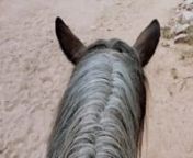 RevivingNations@yahoo,com PaulFDavis.com Tinyurl.com/PaulFDavis-books #gardenofthegods #coloradosprings #pikespeak #americathebeautiful #beauty #beautiful #horse #horses #animals #nature #colorado #manitou #manitousprings #denver #boulder #aurora #glenwoodsprings #leadville #co #wild #wildlife #rocks #mountains #americanindian #nativeamerican #nativeamericantiktok #nativeamericancheck #nativeamericanmythos #nativeamericanslivesmatter #usa #america #philippines #filipinas #filipina #latina #latin