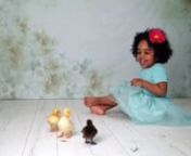 Here&#39;s a little behind the scenes from our baby ducks portrait experience featuring just a few of the children with baby ducks, Donald, Daffy &amp; Daisy!
