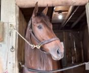 There&#39;s no question that Nest was one of the best of her generation, sealing her three-year-old filly championship with back-to-back jaw-dropping wins in the 2022 Coaching Club American Oaks and Alabama Stakes at Saratoga. Now four, she will be offered at auction on November 7 at Fasig-Tipton&#39;s November Sale. We talk to her trainer, Todd Pletcher, and co-owner Aron Wellman of Eclipse Thoroughbred Services.