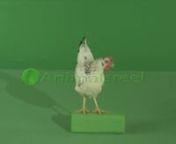 Green screen video of chicken standing on wood facing forward looking around. Green Screen Animal Shot on Red Digital Cinema