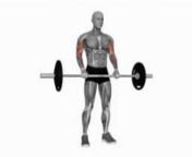 barbell-reverse-biceps-curl-fitness-exercise-worko-2023-02-26-12-44-35-utc from worko