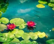Lotus Water Pound HD Live Wallpaper, Screensaver for PC with lotus pound, water pound, fishes in pound, fishes in water, lake water, nhttps://krajio.com/listing/lotus-water-pound-live-wallpaper-screensaver-KLWS_FLOWE_PINK_LOTUS_POND_001nIn the digital age, personalizing your computer experience goes beyond mere functionality. With a myriad of options available, from static images to dynamic displays, choosing the perfect desktop wallpaper has become an art form in itself. Enter the realm of live