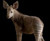 A two-month-old male okapi (Okapia johnstoni) named Mzimu (which means “ghost” in Swahili) at the Al Bustan Zoological Centre in Sharjah, United Arab Emirates. This individual is leucistic, meaning there is a lack of pigmentation in his hair and skin, giving him a rare white-gray appearance. Both of his parents and his brother have normal coloration, which makes him very unique among okapis. The species is listed as endangered by the IUCN.