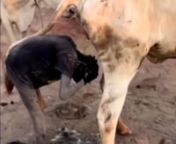 vache-pisse-m5iv2xvx_P4m2U8r2.mp4 from xvx