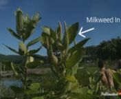 Pollinated Pathways PBC is a Public Benefit Corporation dedicated to repopulating the Monarch Butterfly by focusing on protecting their habitat from herbicides or destruction, specifically the Milkweed plant.