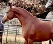 6yo arabian mare 15.3h, weaned a colt November 2022nnMyhorseismybestfriend@gmail.com