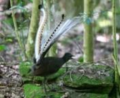 Check out this Lyrebird showing off his vocals, dancing skills, and amazing plumes of tail feathers for the nearby female. We came across this lyrebird near the side of the trail in the Jamison Valley floor in the Blue Mountains west of Sydney, NSW, Australia. The Lyrebird is known imitating just about any sound it hears. In this video you can hear a good variety of audio imitations, including a Kookaburra, other birds, and random video game sounds.nnFor more about this amazing bird, check out t