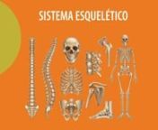 _agrocampo_semestre 1_CURSOS SISTEMAS DEL CUERPO HUMANO_unidad 1_sistema esqueleto from esqueleto humano