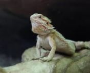 agama-australian-dragon-lizard_4usz9rytx_1080__D.mov from usz