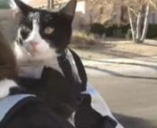 Had to post another video of our cat on a bike while in the K9 Sport Sack, and also wanted to explain what we think is important with regard to putting a cat into a K9 Sport Sack.nnOur cat does not rest on his bum and his feet like dogs do, when in this bag, and I assume most cats would be the same way.Our cat keeps his feet up against the portion of the bag that rests against my back. So I encourage cat owners to use this bag when riding bikes that allow the rider to lean forward a bit, i