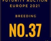 LOT no 37 . Auction starts 19 February nAmarantas Rashmoren(Fa El Rasheem * AP Shakira)nHe came, he saw and he won...nA young colt bred and grown in Italy by the breeders and owner Dell’Amarantas Arabians with a vision for the future.nHis sire one of the most admired stallion in the world today FA El Rasheem. Beating every record with his winning progeny all over the world and his unique stamp he gives to them - the modern type of the Arabian breed.nThe mother a classic beauty AP Shakira bred