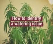 Watering is an important part of growing Cannabis and you have to know how to do it. Marijuana needs abundant water, particularly in the flowering stage.nnCannabis will display heat stress when growing outdoors in hot, dry weather. Learn how to identify a watering issue because of overheating.nnRoyal Queen Seeds blog will help you to be aware with all the latest Cannabis News, growing articles, marijuana events, receipts and much more information related to Marijuana world.nnFOLLOW USnnFacebook: