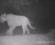 A male mountain lion regularly travels the trails of Martin Griffin Preserve near Stinson Beach, Marin County CA. This compilation captures his movement from October 2020 through January 2021 as he passes by wildlife cameras placed on two trails. Camera footage courtesy of volunteer Virginia Fifield. Learn more about ACR&#39;s work tracking the mountain lions of the North Bay at egret.org/living-with-lions