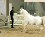 N380 HEILA J - Kuwait Purebred Arabian Horses Show 2022 - Mares 7+ Years Old (Class 7B) from heila