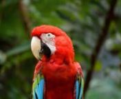 serious parrot