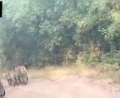 The Bandhavgarh National Park is very popular National Park in Madhya Pradesh and it is known for its highest number of Royal Bengal Tigers. Watch this video to see unbelievable tiger sightings during Bandhavgarh jungle safari. Here you will get ultimate experience of jungle safari. We offer special discounts on Bandhavgarh safari and resort booking in Bandhavgarh. Book now!nnBook your Bandhavgarh package with us: https://naturessprout.com/nFor more details call us on: 9766983240/9403812369nSend