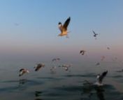 December 2021, Chilika Lake: Return from Kalijai island to Barkul jetty at dusk. Frenzied brown-headed seagulls flock the boat in anticipation of bird feed.nBackground score: Priority (Edit) by Niladri Kumar