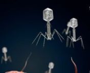 Understanding Induced Native Phage Therapy (INPT) from inpt